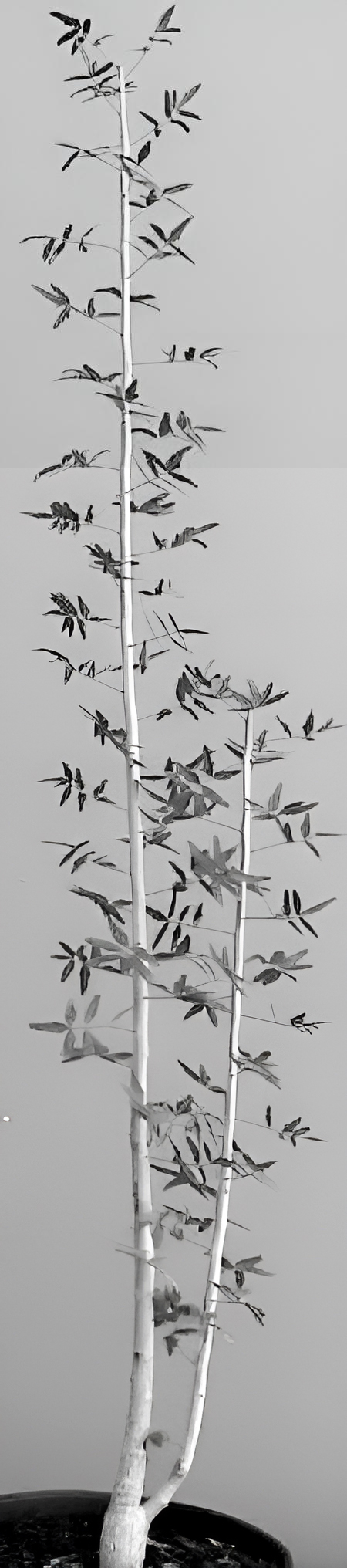 <i>Commiphora humbertii</i>.&nbsp; Photo: Andrea Randazzo, Italy